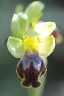 gewoon Ophrys fusca2.jpg