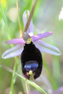 Ophrys bertolinii.jpg
