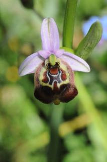 Ophrys biancae calliantha.jpg