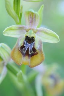 Ophrys biancae.jpg