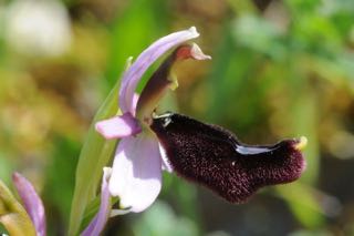 Ophrys explanata.jpg