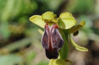 Ophrys flammeola.jpg