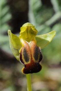 Ophrys flammeola2.jpg