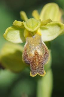 Ophrys sabulosa gackiae.jpg