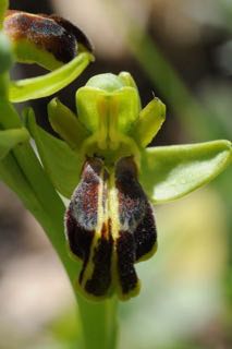 Ophrys sabulosa.jpg
