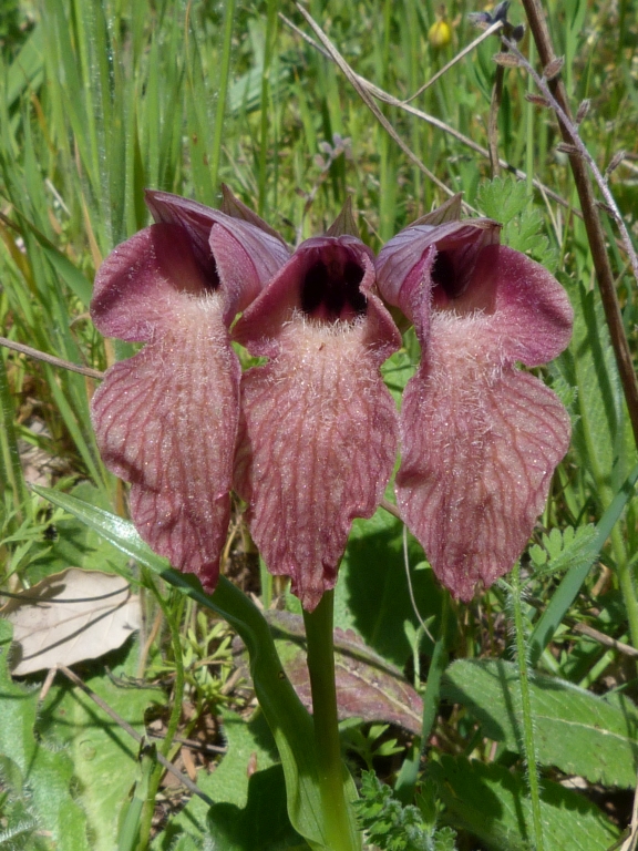 Serapias neglecta