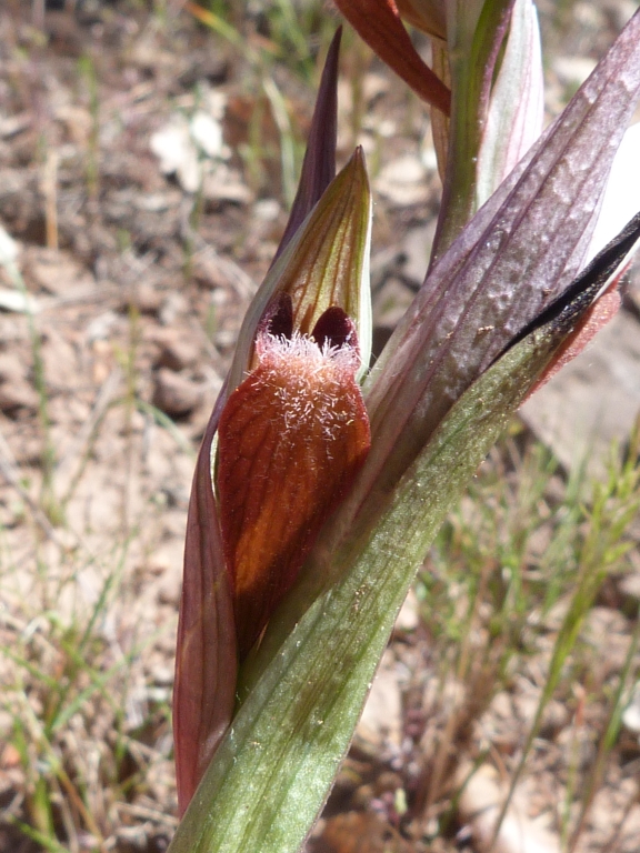 Serapias vomeracea