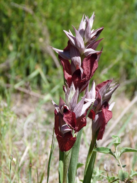 Serapias cordigera