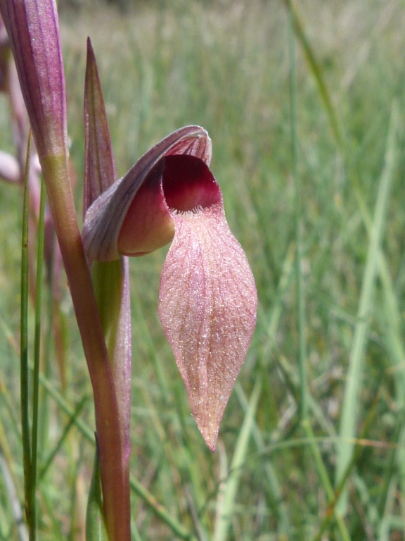 Serapias lingua