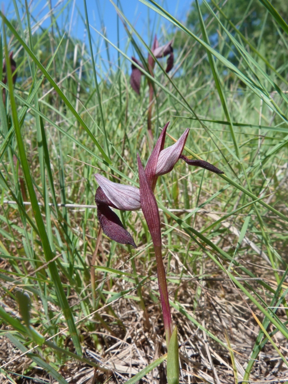 Serapias olbia