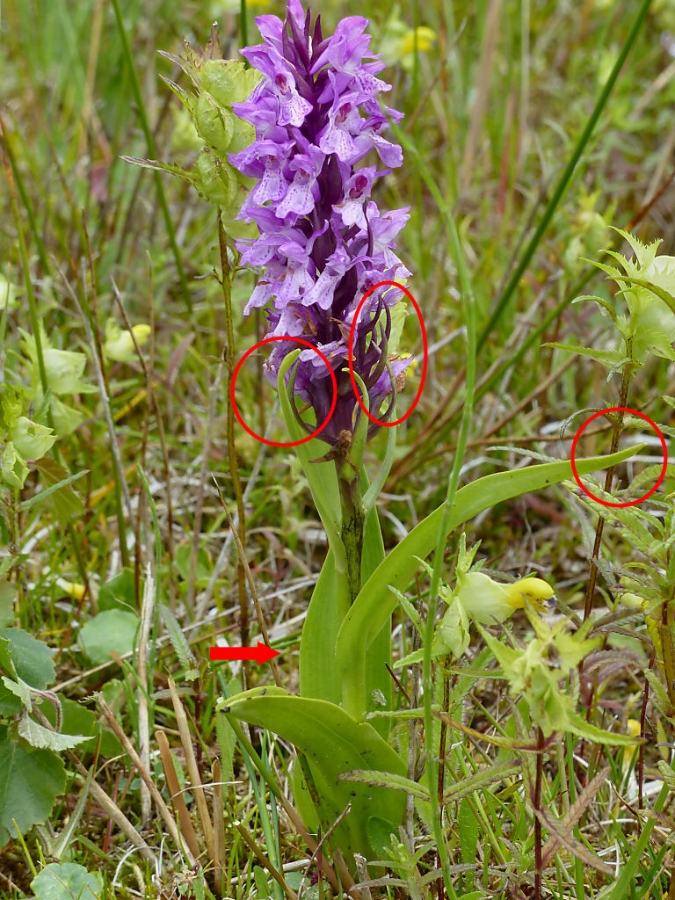 P1050288c.jpg