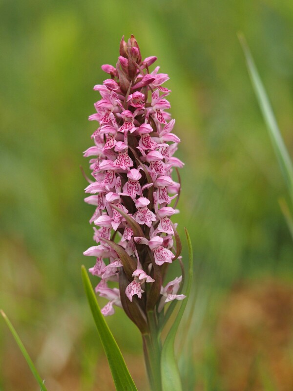 D. incarnata Muiderstrand Almere 21-05-16 (22)~02.jpg