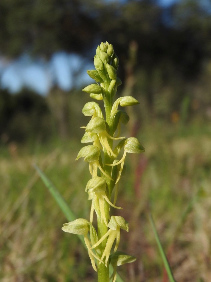 Orchis anthrophora