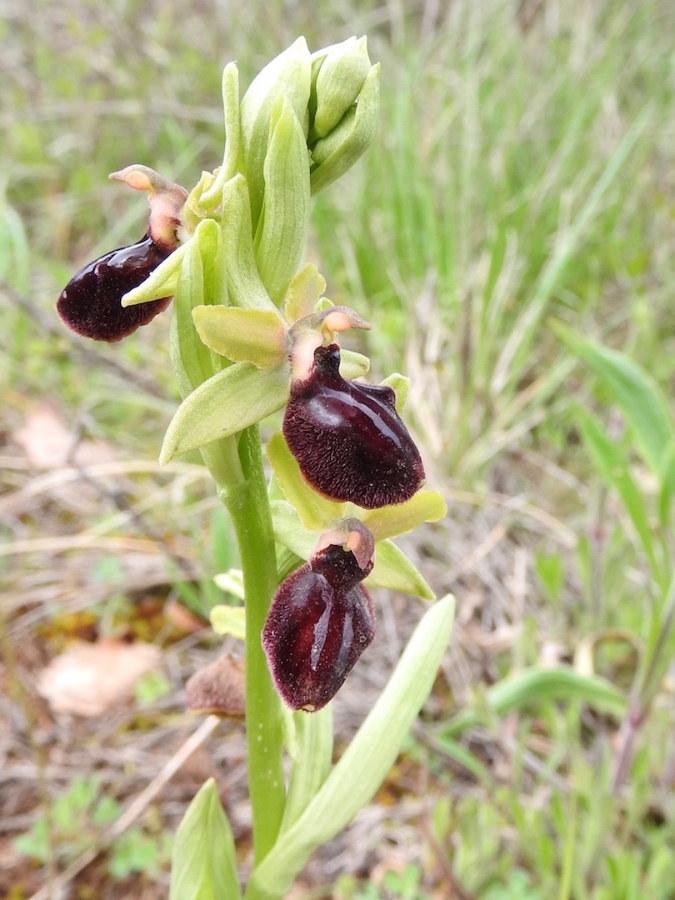 Ophrys passionis/incubacea?