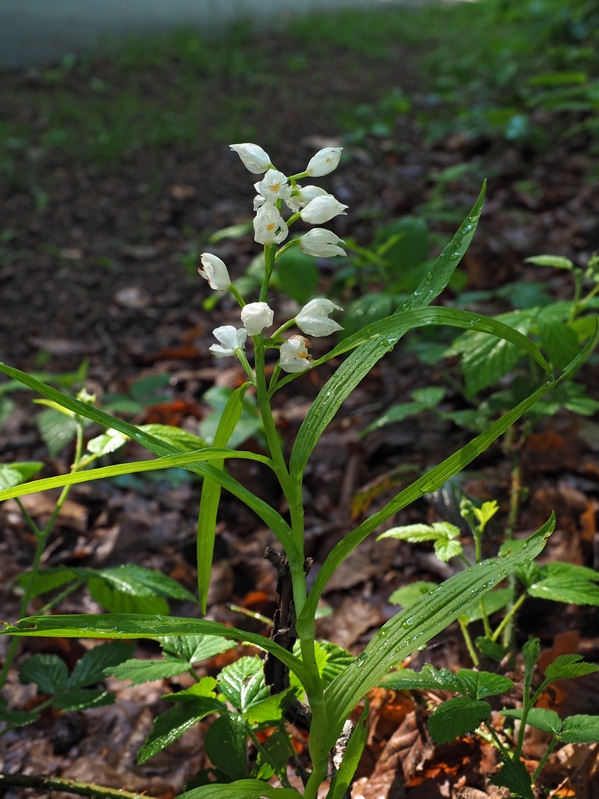 C. longifolia Diever 31-05-16 (1).jpg