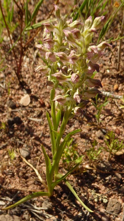 Provence bosvogeltjes?