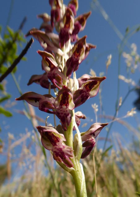 Provence, bosvogeltje? Bloemen intenser gekleurd