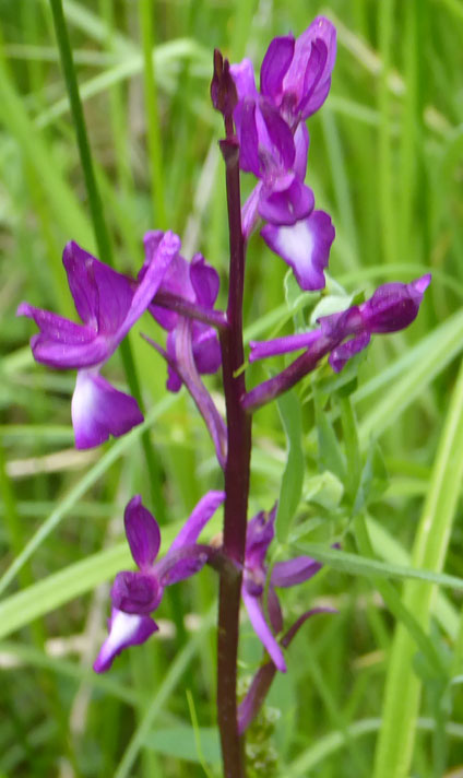 moerasorchis?