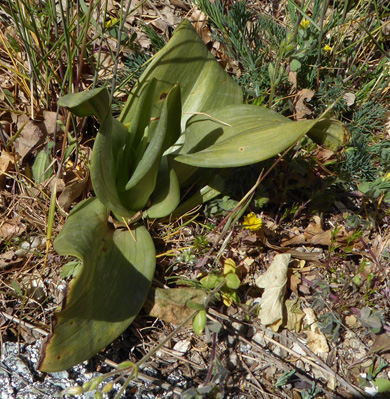 wat zal dit zijn, vermoedelijk nog geen bloem