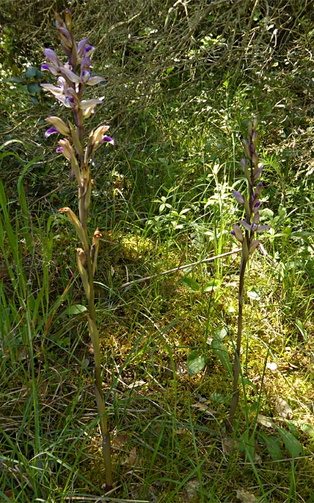 paarse asperge orchis?