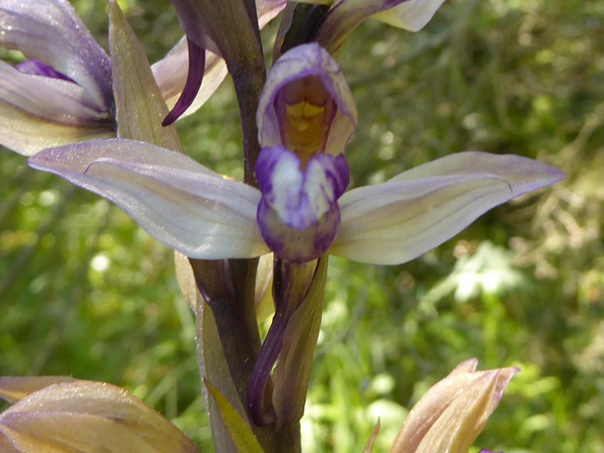 paarse asperge orchis?