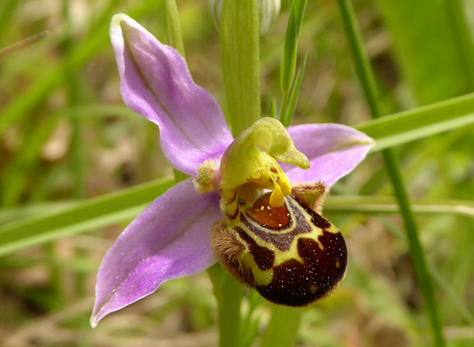 bijenorchis
