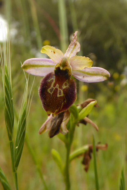 Ophrys provinicalis?
