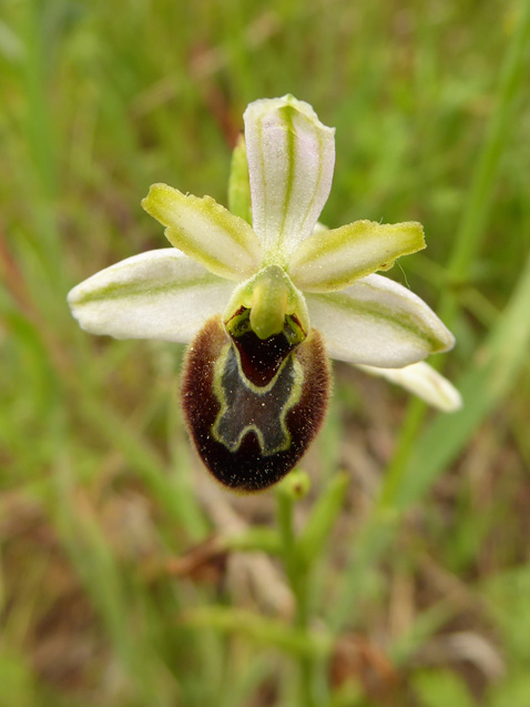 Ophrys provinicalis?