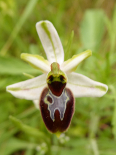 Ophrys provinicalis?