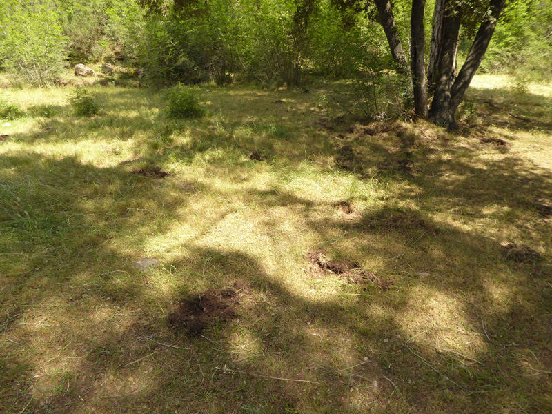 Situatie te laat, uitgegraven en gemaaid