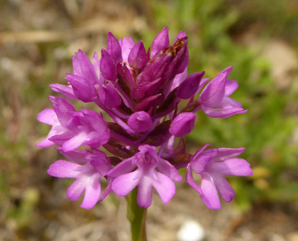 piramide orchis