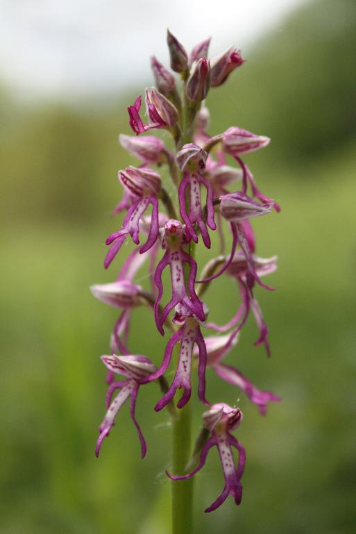26-04-09 Orchis xSpurium 004.JPG