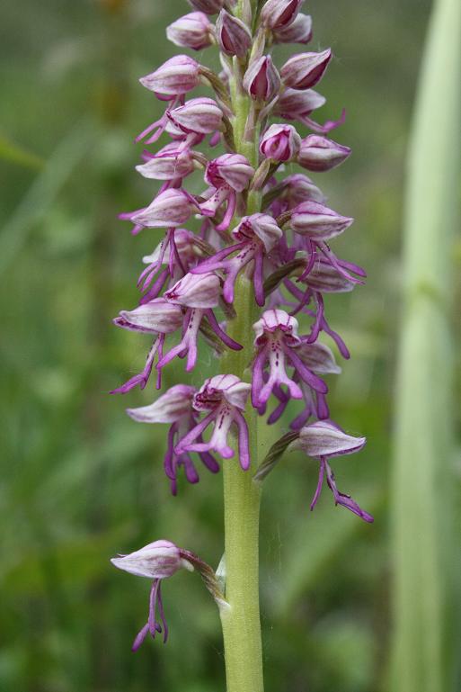 26-04-09 Orchis xSpurium 013.JPG
