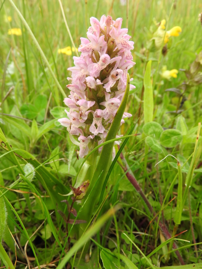 Dactylorhiza incarnata subsp/var lobelii?