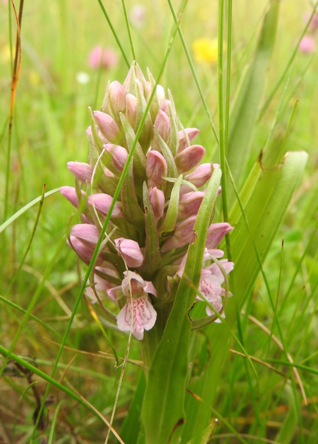 Dactylorhiza incarnata subsp/var lobelii?