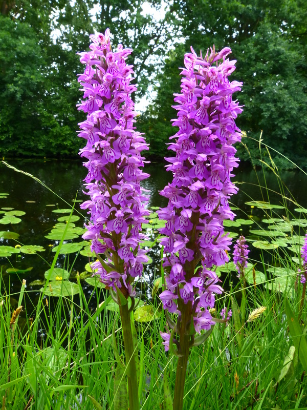 P1230614 - kopie.JPG