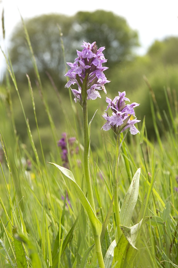 creuse maculata 2.jpg