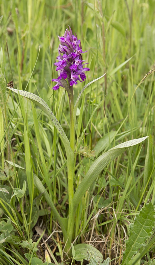 creuse majalis 2.jpg