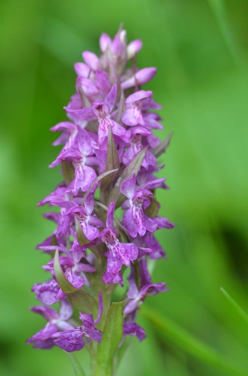 dichtbij deze met kleine bloemen