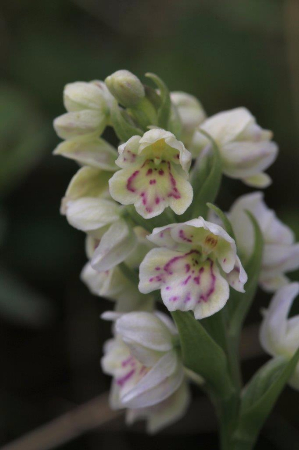 Island1 239 hybride straminea x islandica.jpg
