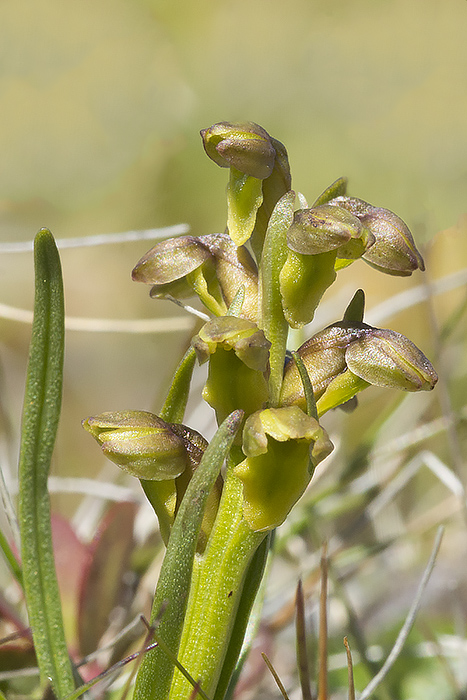 Chamorchis alpina