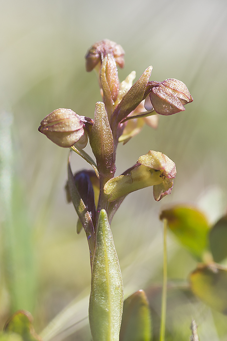 Coeloglossum viride