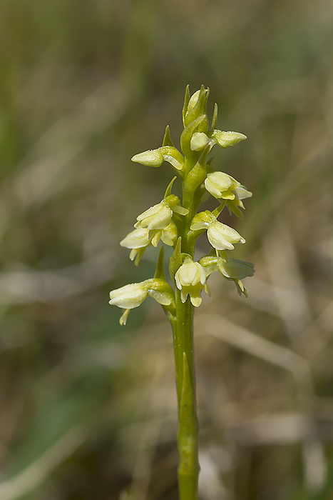 Pseudorchis albida