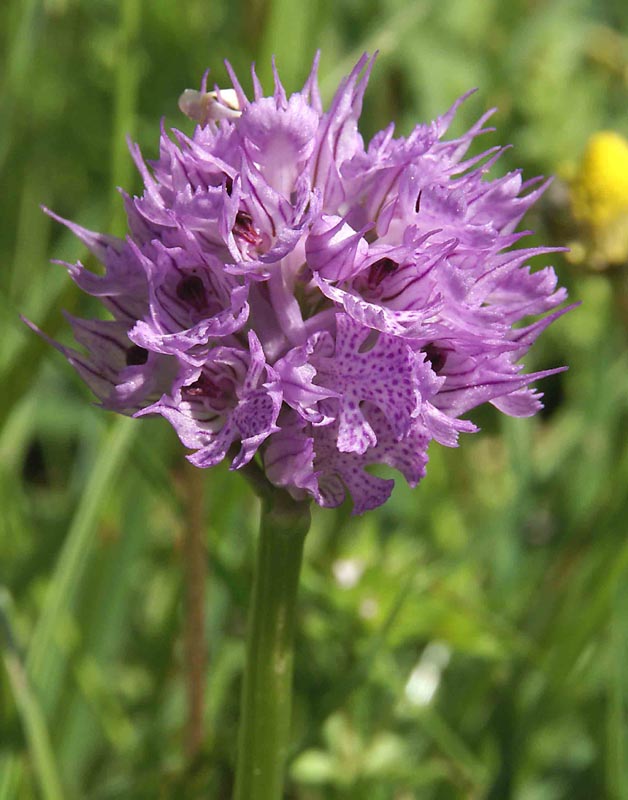 OrTrident-tros_2-5-07kl.jpg