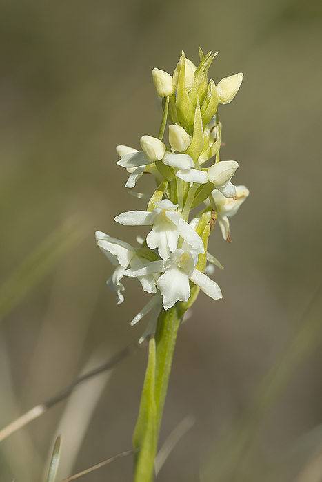 Gymnadenia conopsea var. alba