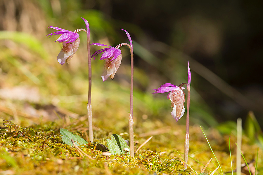 Calypso bulbosa