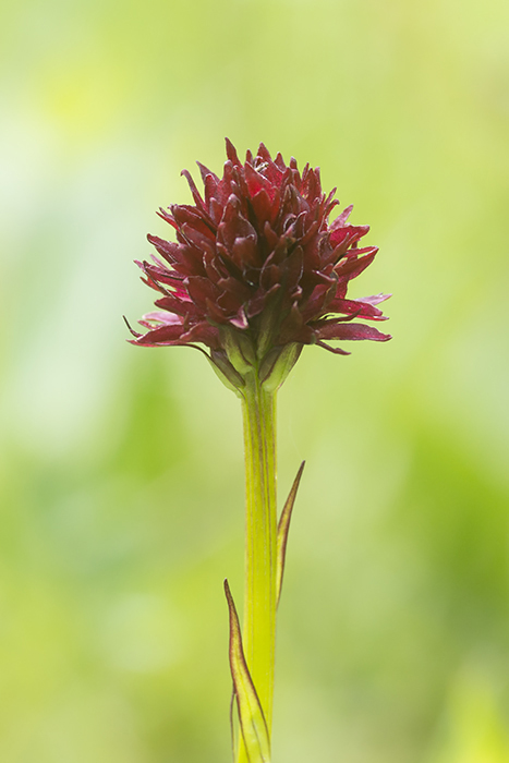 Gymnadenia nigra