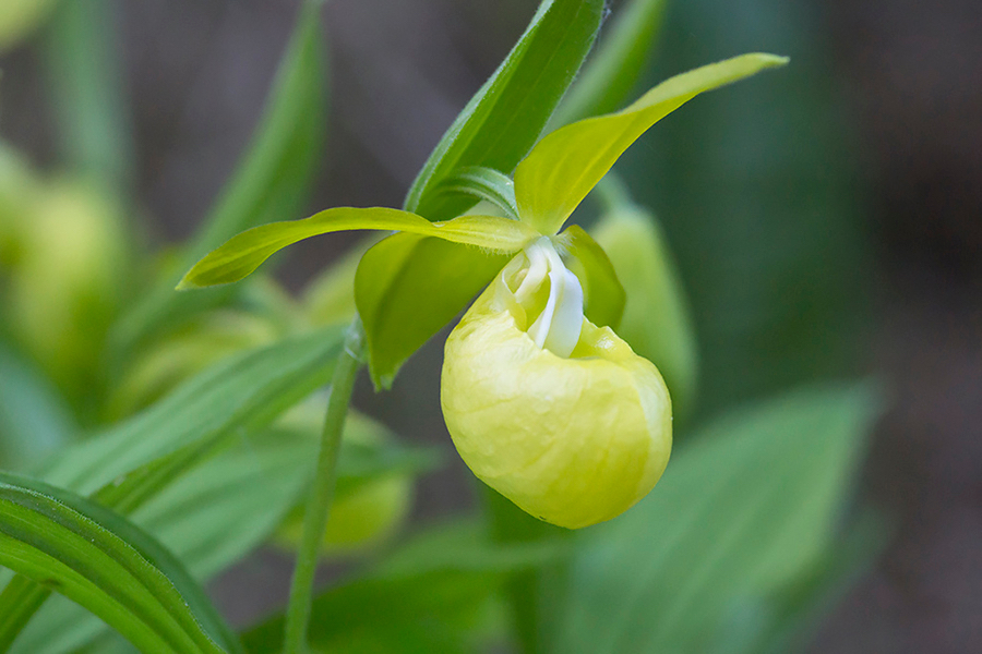 Cypripedium calceolus