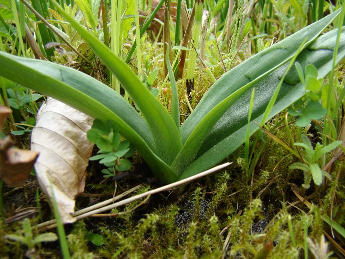 orchidee rozet ongevlekt.jpg