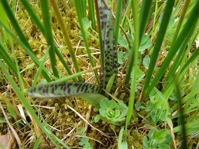 orchidee rozet gevlekt smal.jpg